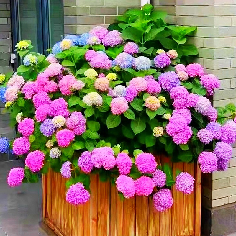 绣球花盆栽无尽夏绣球八仙花地栽庭院阳台植物花卉多年生大苗