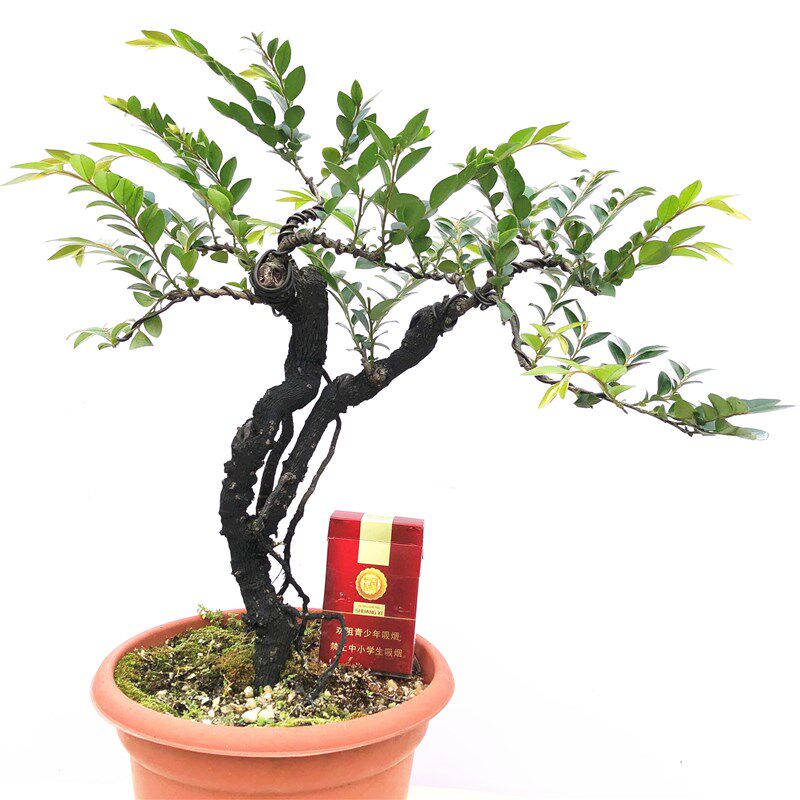 精品小叶紫檀盆景树苗黑骨茶黑檀木树桩植物盆栽办公桌面阳台绿植