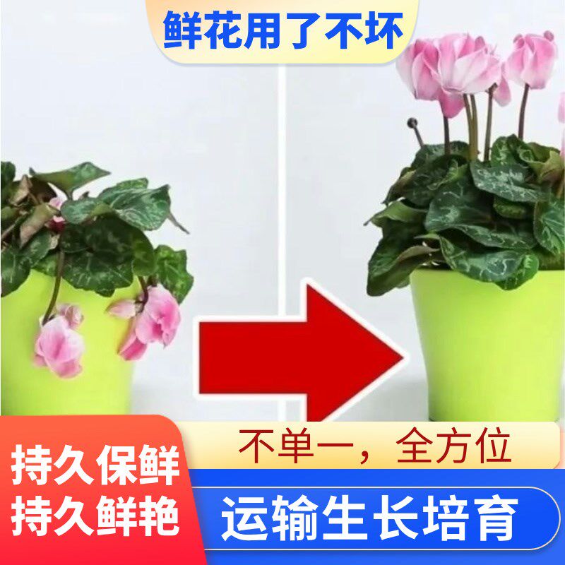 鲜花卉绿植物玫瑰蝴蝶兰银离子运输切插花营养液保鲜防腐防焉坏剂