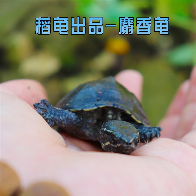 外塘观赏麝香龟苗活体蛋龟深水龟乌龟宠物迷你活物观赏龟好养可爱