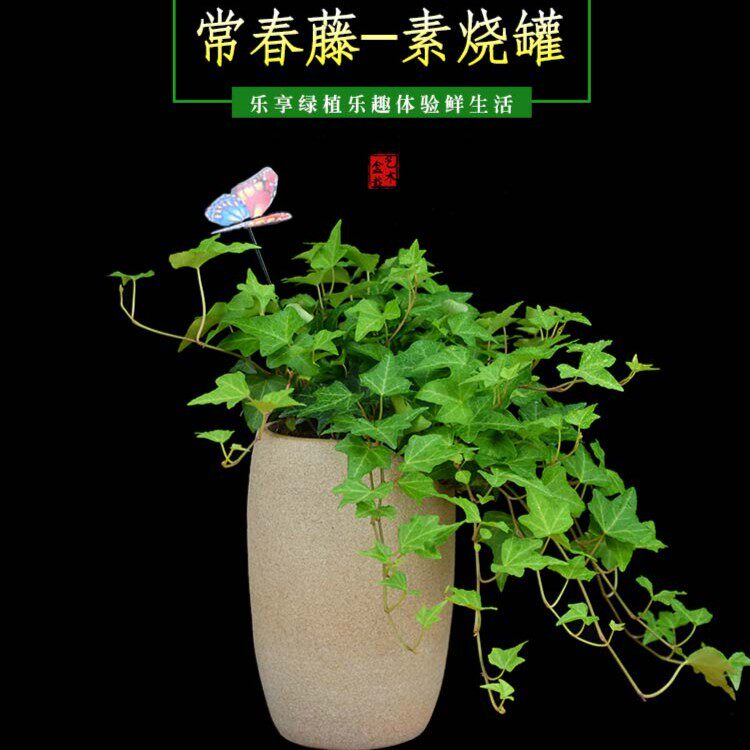常春藤盆栽植物室内常青藤青叶吊兰四季常青办公室客厅阳台绿植