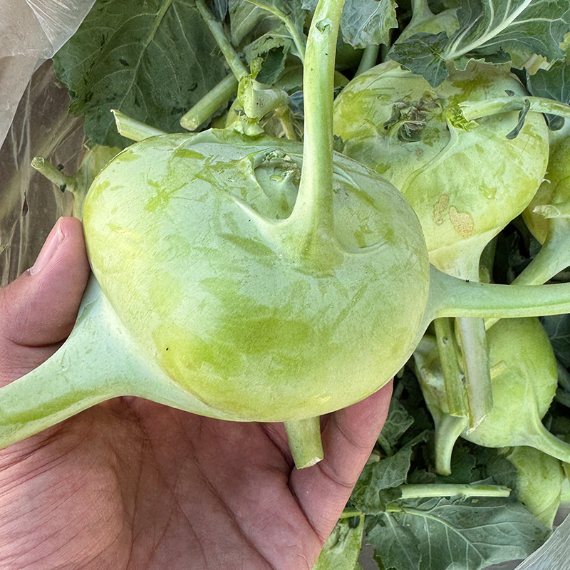 云南新鲜无筋丕蓝现摘基地直发农家自种新鲜蔬菜脆嫩大头菜