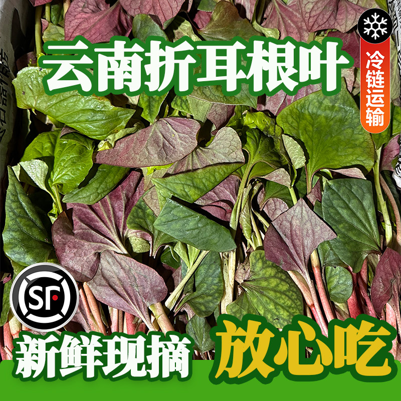 云南新鲜鱼腥草凉拌节节根现摘现发折耳根叶子鲜嫩鱼腥草嫩叶茎