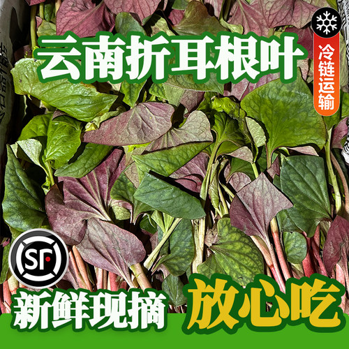 云南新鲜折耳根叶凉拌顺丰包邮