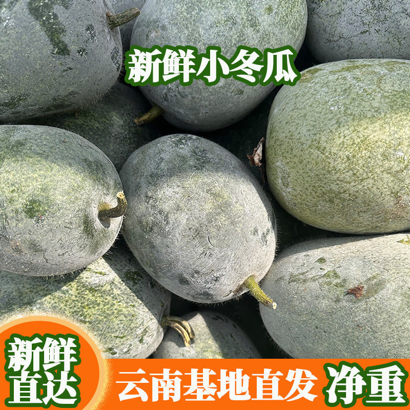 现摘新鲜云南小冬瓜当季时令蔬菜香冬瓜高山糯面挂霜节毛水果冬瓜