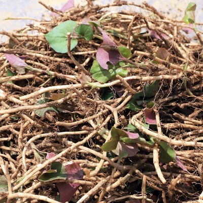 云南新鲜折耳根顺丰包邮