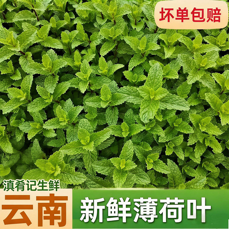 顺丰冷链云南基地直发新鲜蔬菜可食用薄荷羊肉米线专用留兰香批发