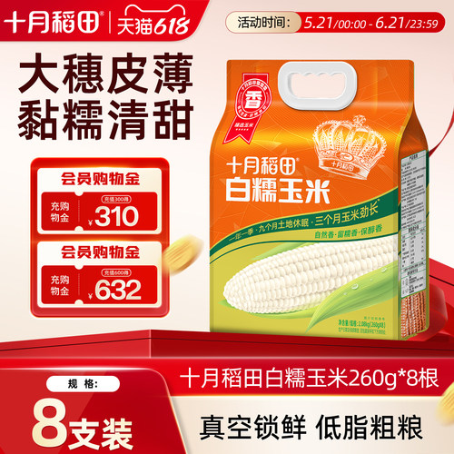 十月稻田东北白糯玉米大棒8根