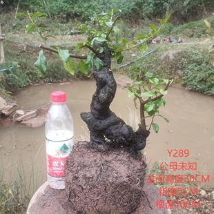 金弹子盆景小山灌木原生母树公树嫁接血红果