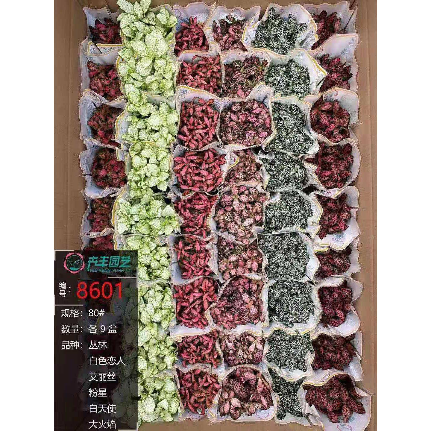 基地苔藓微景观绿植花卉盆栽植物卉丰大箱网纹草混合装