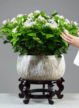 迎春花大茉莉花盆栽花卉植物室内花客厅办公绿植开花卉盆景鲜花