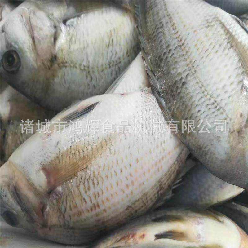 全自动洗鱼机 黑鱼海鱼清洗机 鱼类脱鳞机 清洗去鱼鳞机现货发