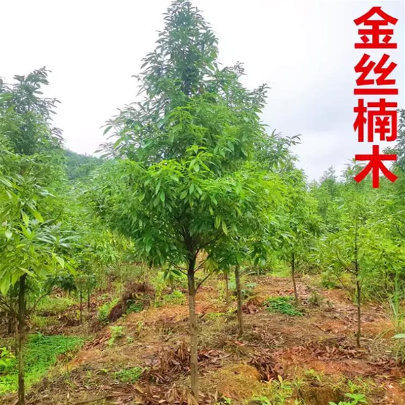 金丝楠木树苗正宗海南黄花梨小叶紫檀奇楠树苗沉香盆景大树苗名贵