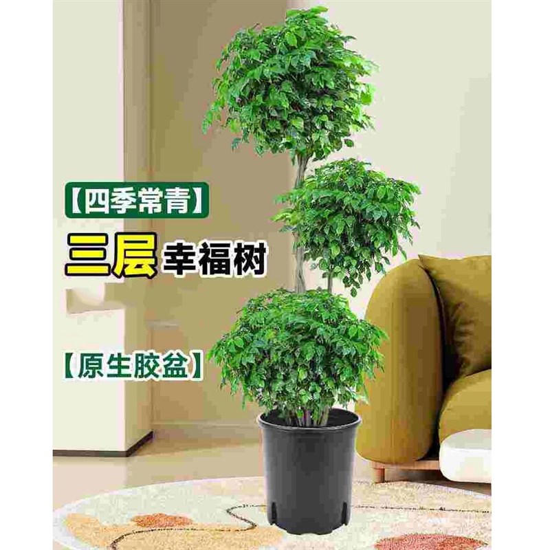 老桩三层辫子幸福树盆栽绿植大型盆景室内净化空气好养易活绿宝植