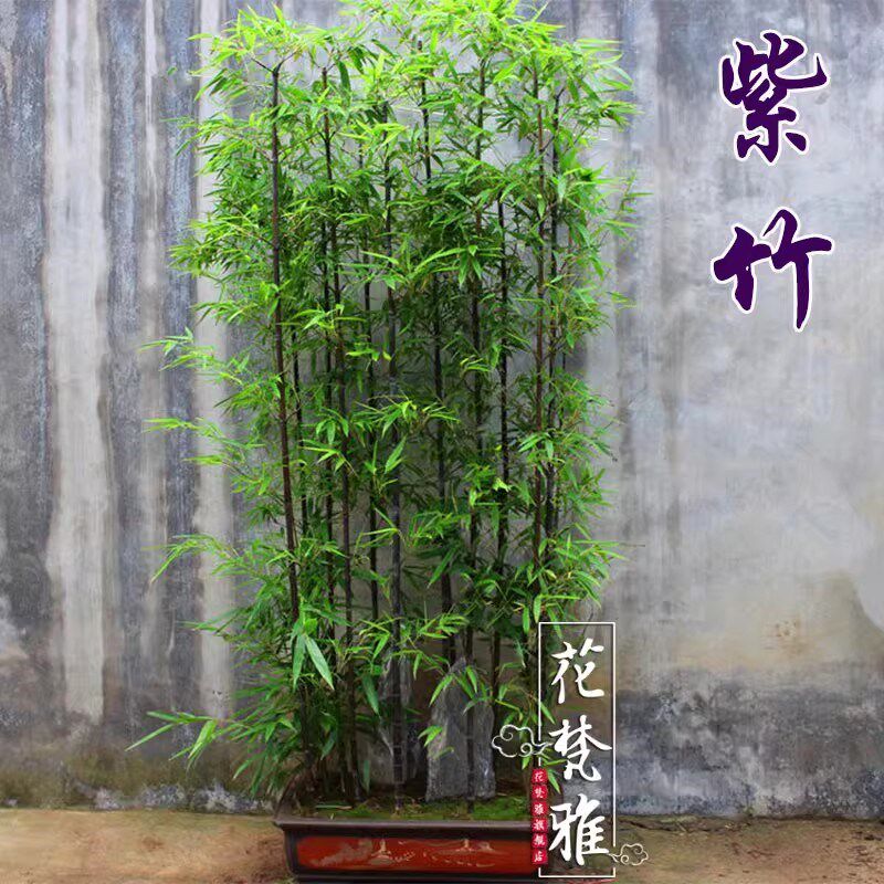 买3棵送2棵名贵矮化紫竹苗耐寒竹子苗庭院四季青室内竹子盆栽黑竹