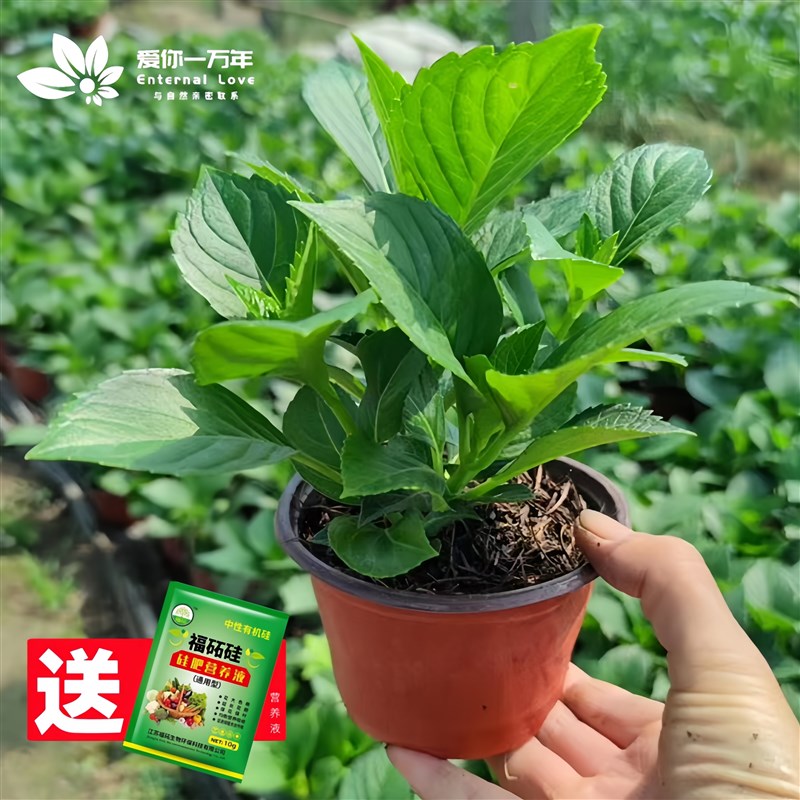 绣球花苗四季开花阳台植物无尽夏好养的花不断盆栽花卉室内易养活