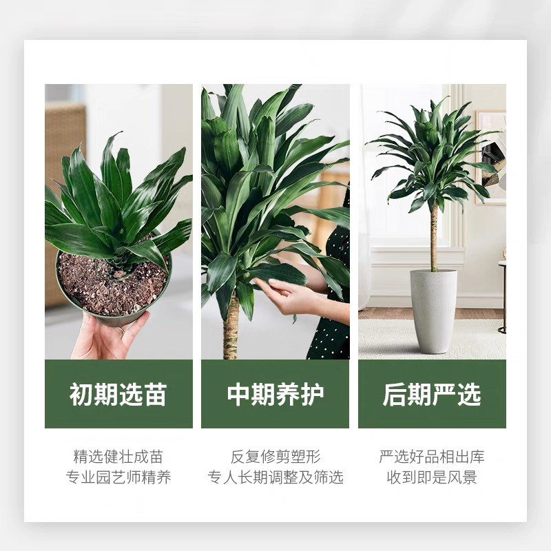 巴西木盆栽幸运木绿植室内大型龙血树盆景客厅吸甲醛招财植物花卉