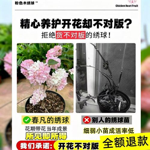 粉色玫瑰达人中华木绣球花树苗木本绣球树大花斗球耐寒耐寒好养活