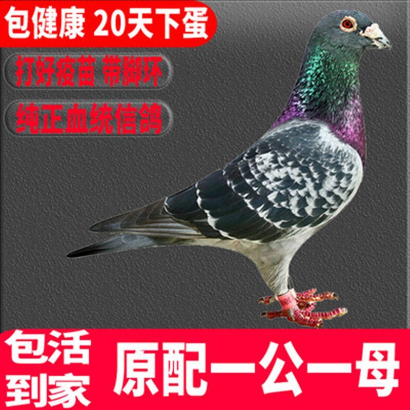 鸽子活一对观赏鸽信鸽赛鸽成绩鸽子活物幼鸽活体原配种鸽血统肉鸽