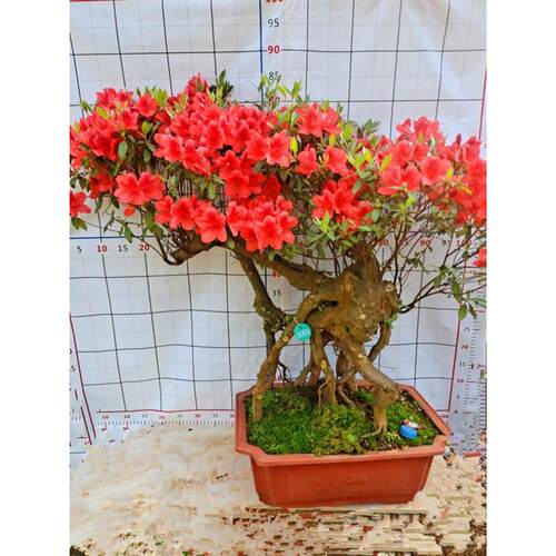 杜鹃老桩精品花小树桩盆景映山红熟桩室内防辐射阳台绿植花卉包邮