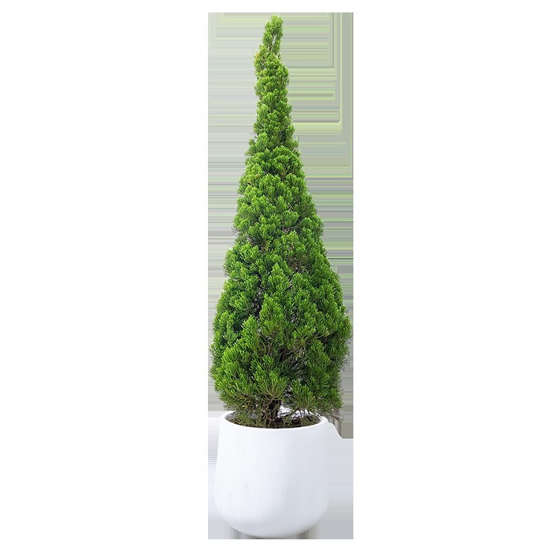 松柏盆栽圣诞树真树室内客厅大型绿植塔松树苗香松大植物扁柏松树