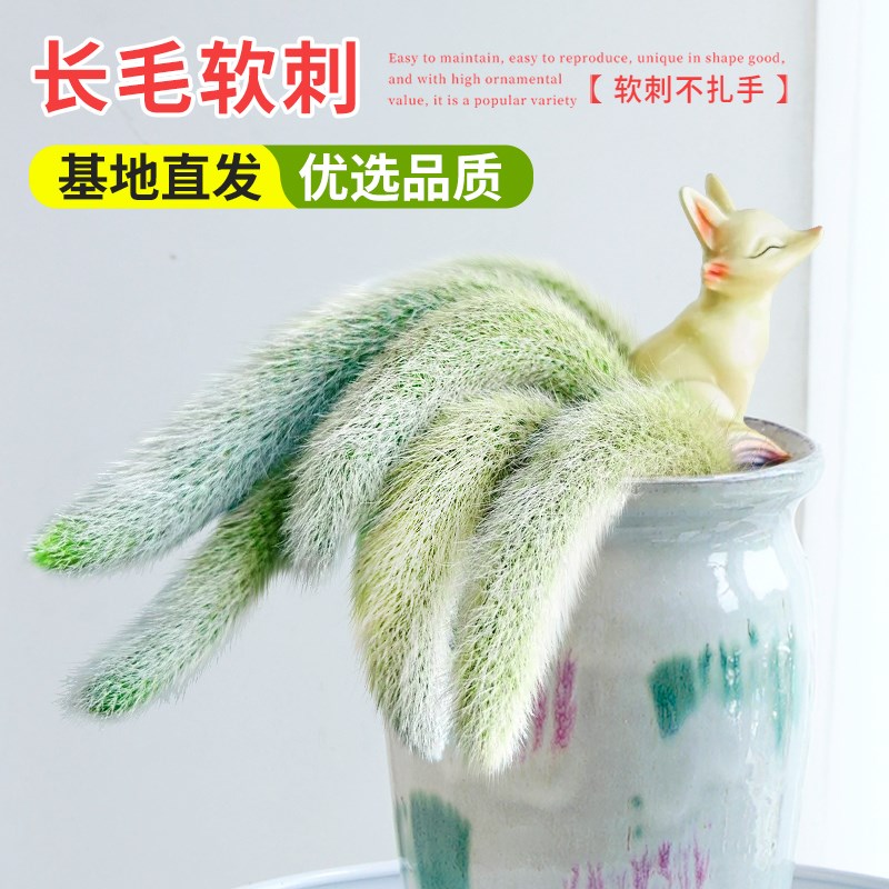 九尾狐多肉植物全套带摆件专用花盆高端室内盆栽长白软毛精品绿植