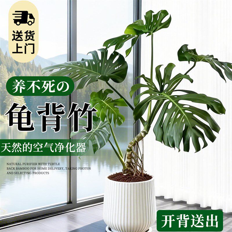 龟背竹客厅大盆栽老桩大叶室内大型落地绿植物高级感盆景懒人好养