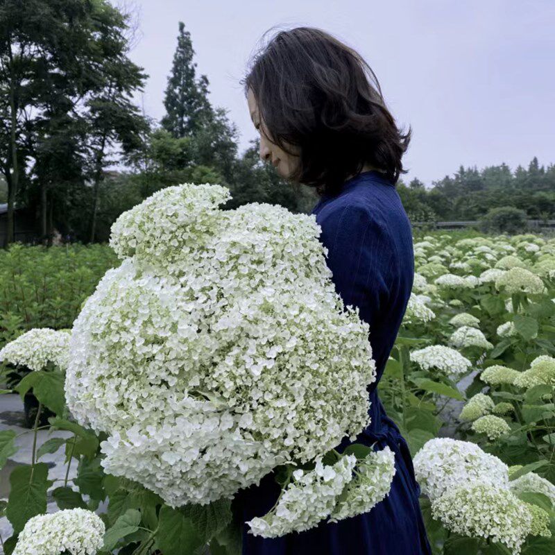 无敌贝拉安娜绣球花苗耐寒耐晒大花木绣球庭院绿植香草草莓石灰灯