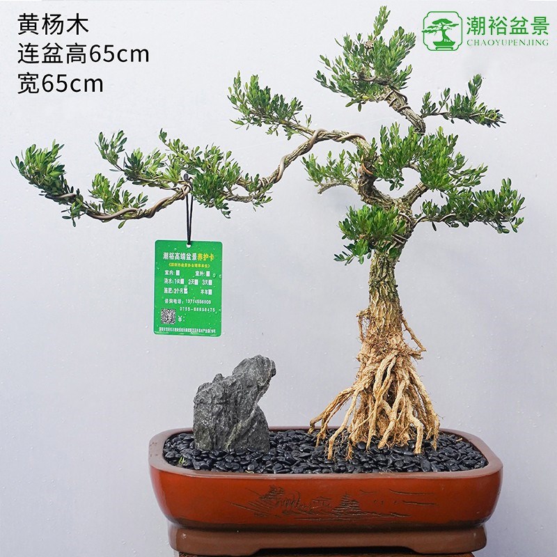 黄杨盆景精品矮霸老桩造型真树室内花卉绿植盆栽客厅阳台玄关摆件
