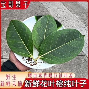 【现货】新鲜采摘喂虫花叶榕树叶巨拟叶螽食用大叶榕下单采摘