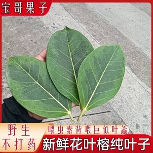 【现货】福建新鲜采摘喂虫榕树叶巨拟叶螽食用大叶榕下单采摘