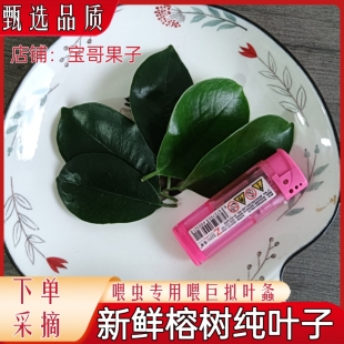 【现货】福建新鲜采摘喂虫榕树叶巨拟叶螽食用小叶榕下单采摘