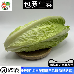 新鲜包罗生菜包心罗纹包心罗马蔬菜沙拉生菜500g绿色西餐沙拉