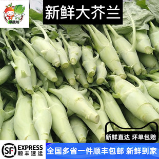 有部分叶子 1500g 新鲜蔬菜新鲜大芥兰 大芥蓝