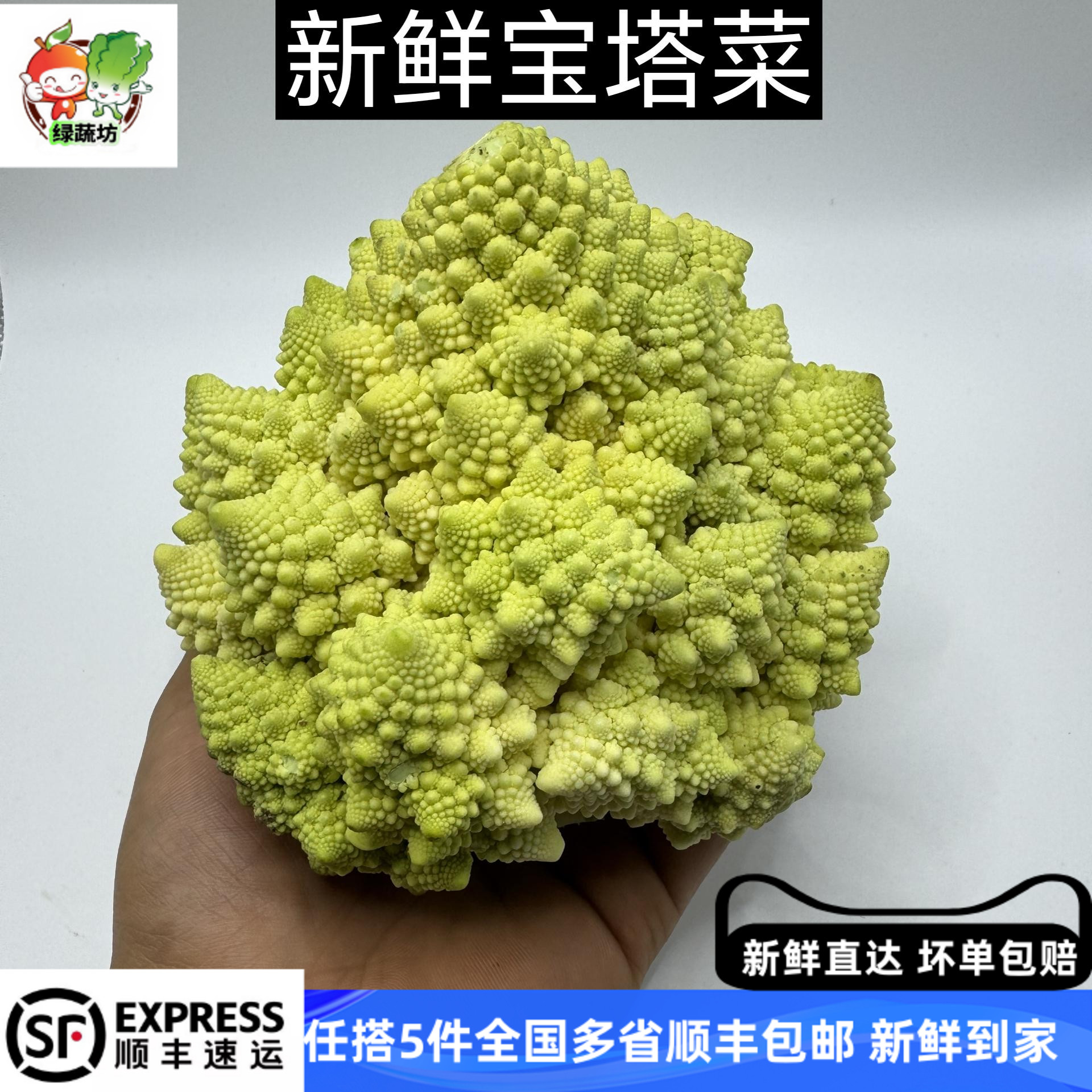 新鲜蔬菜意大利宝塔花菜罗马花椰菜佛头菜特色西餐约600g食用蔬菜