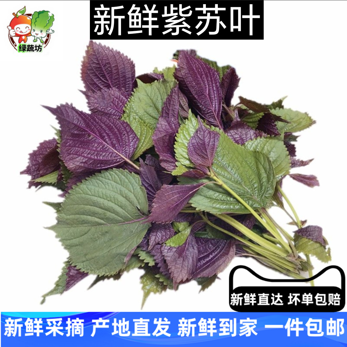 【绿蔬坊】新鲜紫苏叶 顺丰 包邮带杆酒店鱼虾蟹海鲜去腥紫大叶
