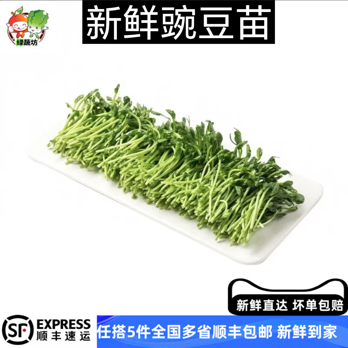 豌豆苗芽菜500g 新鲜蔬菜碗豆尖芽苗菜 水培璇蔓豆苗 5件顺丰包邮,水产肉类/新鲜蔬果/熟食,新鲜豆类,淘宝优惠券,粉丝福利购,淘宝优惠卷