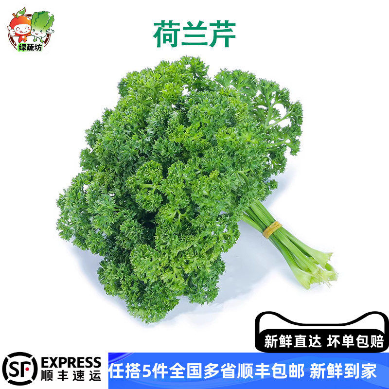 新鲜荷兰芹新鲜法国香芹菜蕃茜洋芫荽西餐摆盘装饰香料烘烤用花香