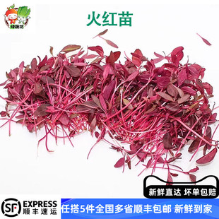 新鲜水培火红苗安曼红苗斯卡纳苗盘饰食用芽苗菜西餐盘饰配菜点缀