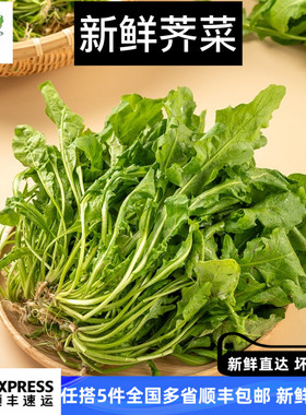 新鲜荠菜野生荠荠菜包混沌饺子春卷包子荠菜