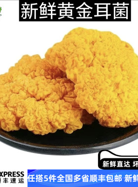 新鲜黄金耳菌菇黄耳菌金耳菌新鲜菌菇云南野生食用菌脑耳500g