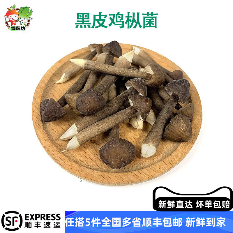 新鲜黑皮鸡枞菌现采现发鲜嫩脆火锅煲汤炒菜饭店下饭菌香浓郁食材