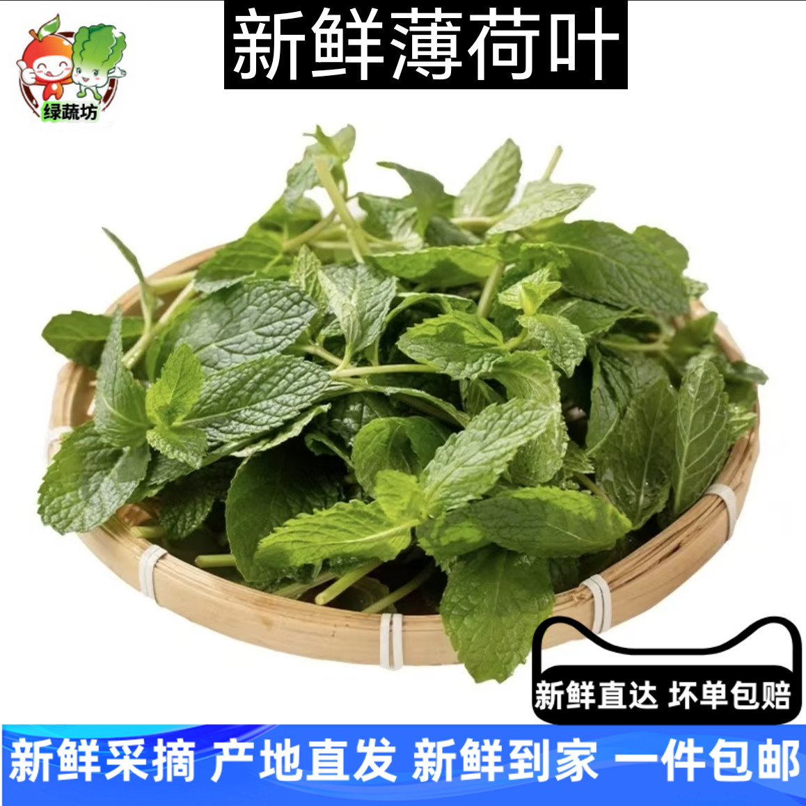新鲜薄荷叶食用留兰香薄荷凉茶调泡酒水吧烘焙点缀装饰食材供酒店