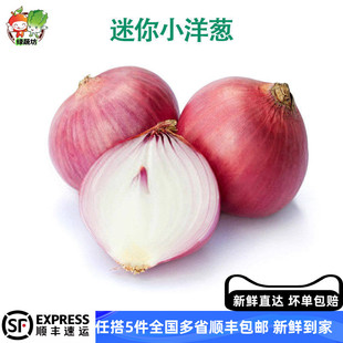 东北毛葱头迷你小洋葱农家特产小洋葱头迷你圆红葱头新葱紫香甜