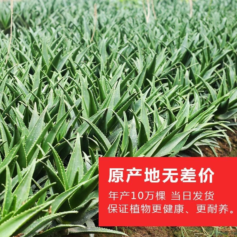 芦荟盆栽美容可食用室内净化空气清新植物办公室桌面好养易活绿植