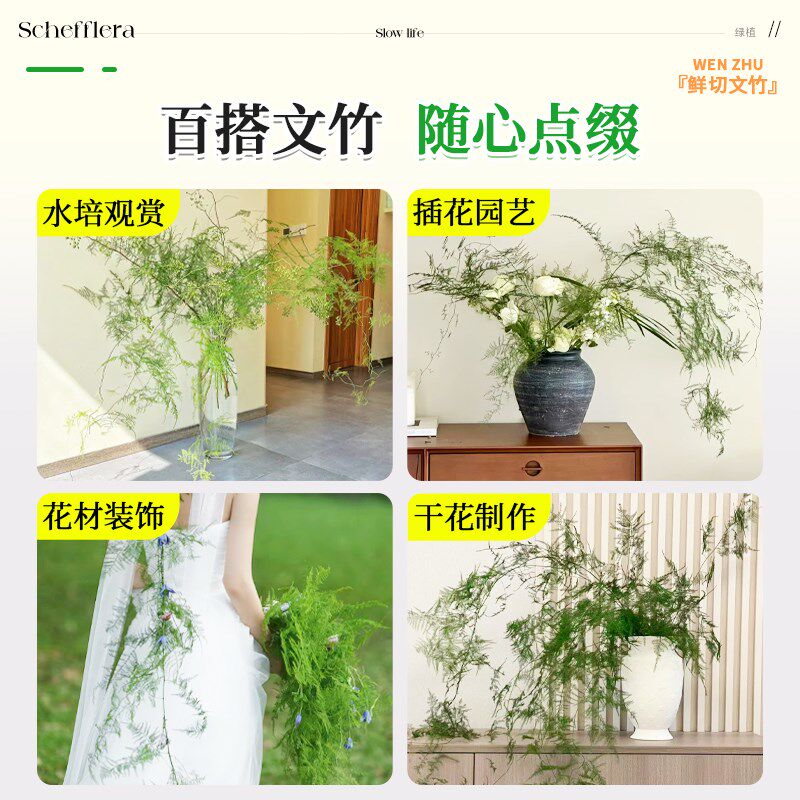 文竹鲜切枝水养插花花材鲜切花水培绿植物造景鲜花艺云竹超长花期