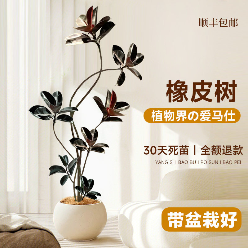 橡皮树黑金刚客厅大盆栽绿植室内客厅办公室大型植物旺宅真花禄植