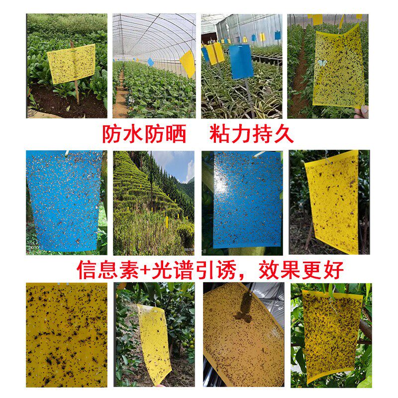 粘虫板黄板双面粘虫板诱虫板蓟马蓝板大棚茶园果树白粉虱粘虫板