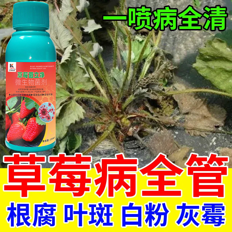 沃柯易草莓菌立净防治病害促成长