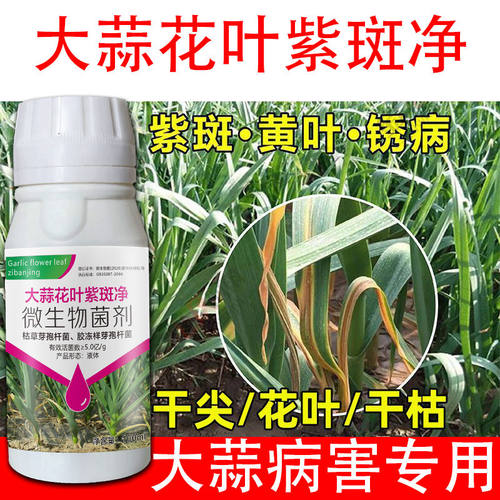 大蒜蒜苗专用杀菌剂干尖根腐病病全治腐烂紫斑黄叶紫斑病菌剂